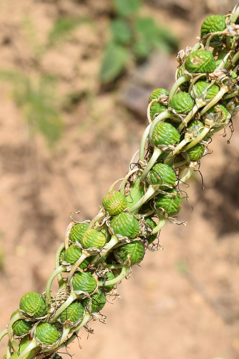 Image of Eremurus regelii specimen.