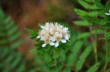 Sorbaria grandiflora. Соцветие. Хабаровский край, р-н им. Полины Осипенко, хр. Дуссе-Алинь, берег оз. Тюленье, ≈ 1200 м н.у.м., поросший мхами каменистый участок берега. 20.07.2021.