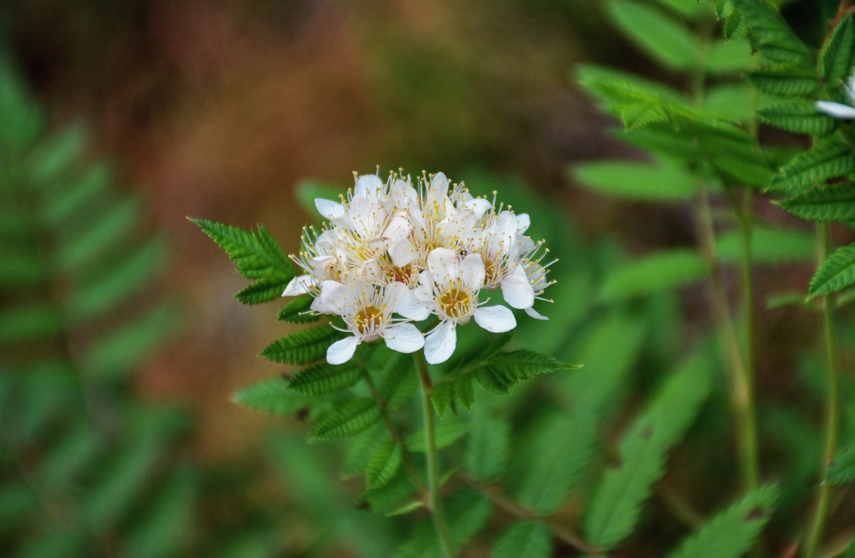 Image of Sorbaria grandiflora specimen.