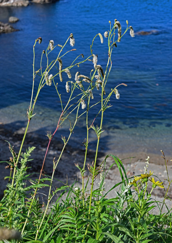 Image of Sanguisorba tenuifolia specimen.