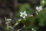 Minuartia oreina