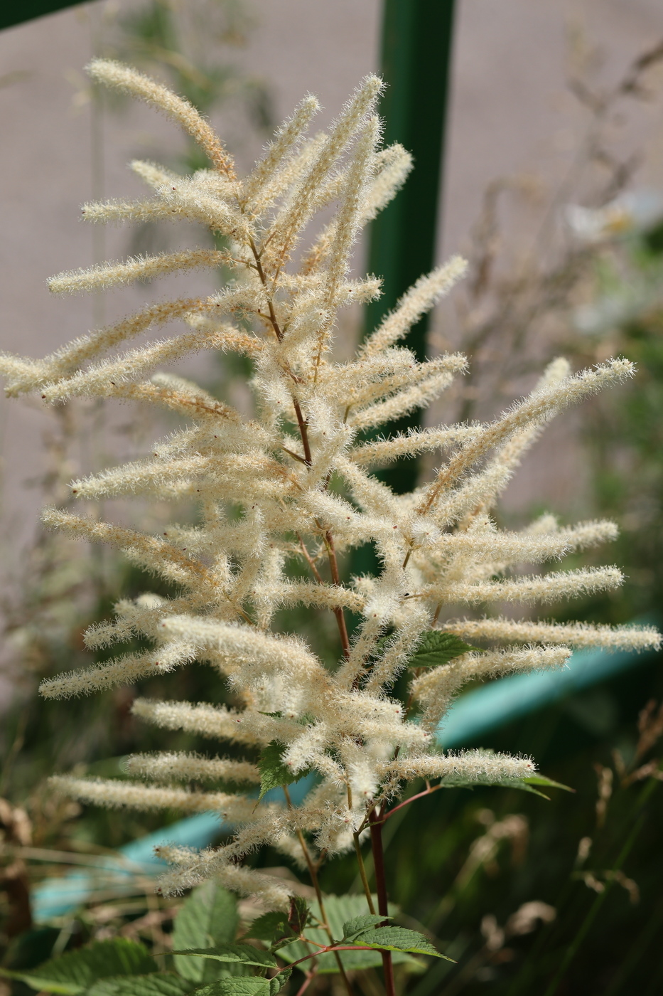 Изображение особи Aruncus sylvestris.