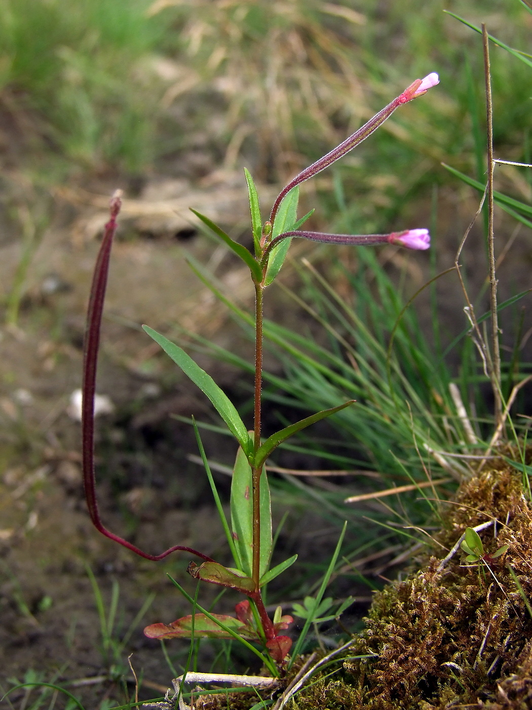 Изображение особи Epilobium palustre.