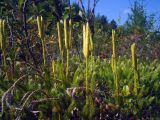 Lycopodium clavatum