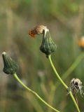 Sonchus humilis. Побег общего соплодия с созревающей и недоразвитой корзинками; под корзинкой - крылатая тля. Мурманская обл., Кандалакшский р-н, с. Ковда; губа Старцева, приморский луг. 05.08.2022.