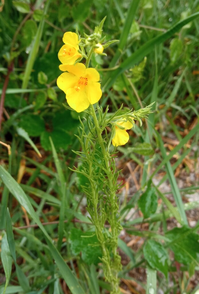 Image of Verbascum orientale specimen.