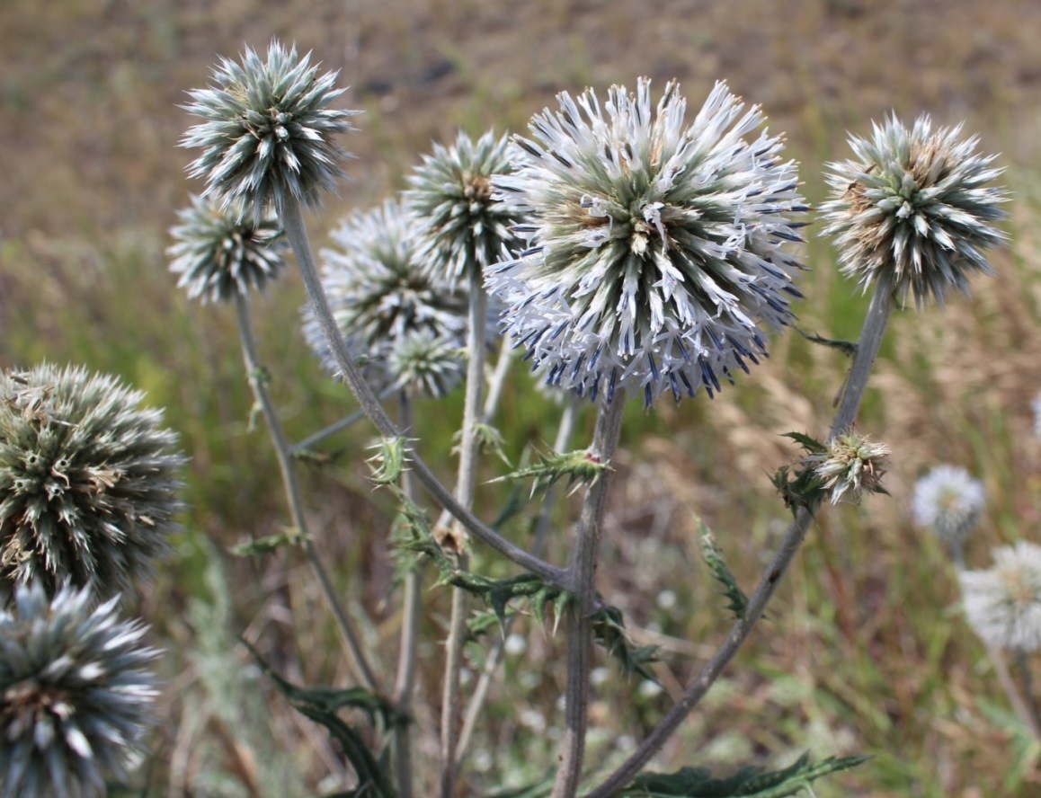 Image of Echinops sphaerocephalus specimen.