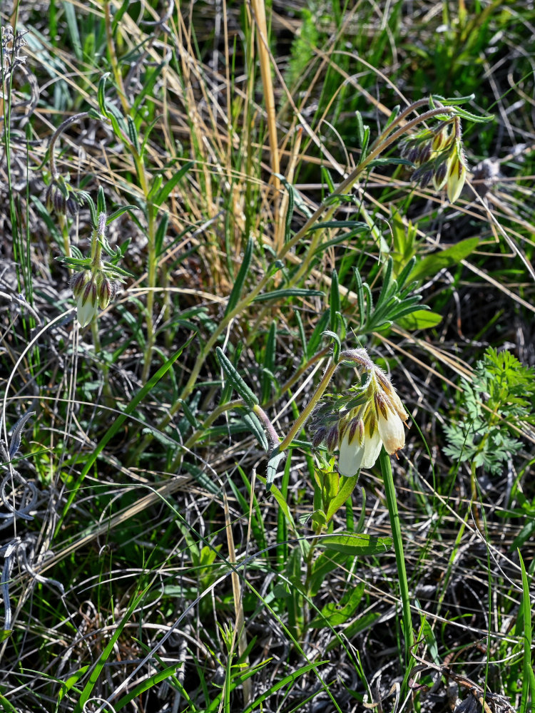 Image of Onosma simplicissima specimen.