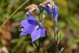 Platycodon grandiflorus. Соцветие. Приморье, Партизанский р-н, мыс Клыкова, приморский луг. 30.07.2021.
