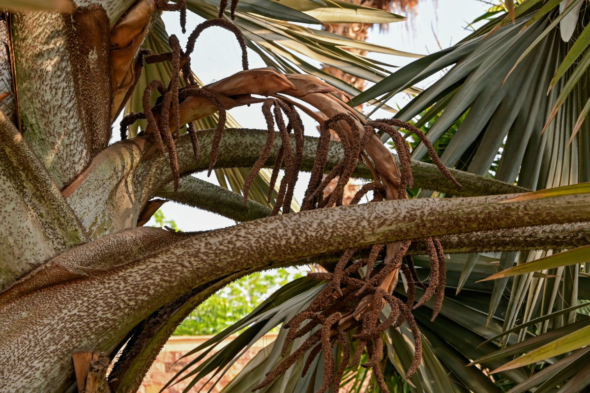 Image of Bismarckia nobilis specimen.