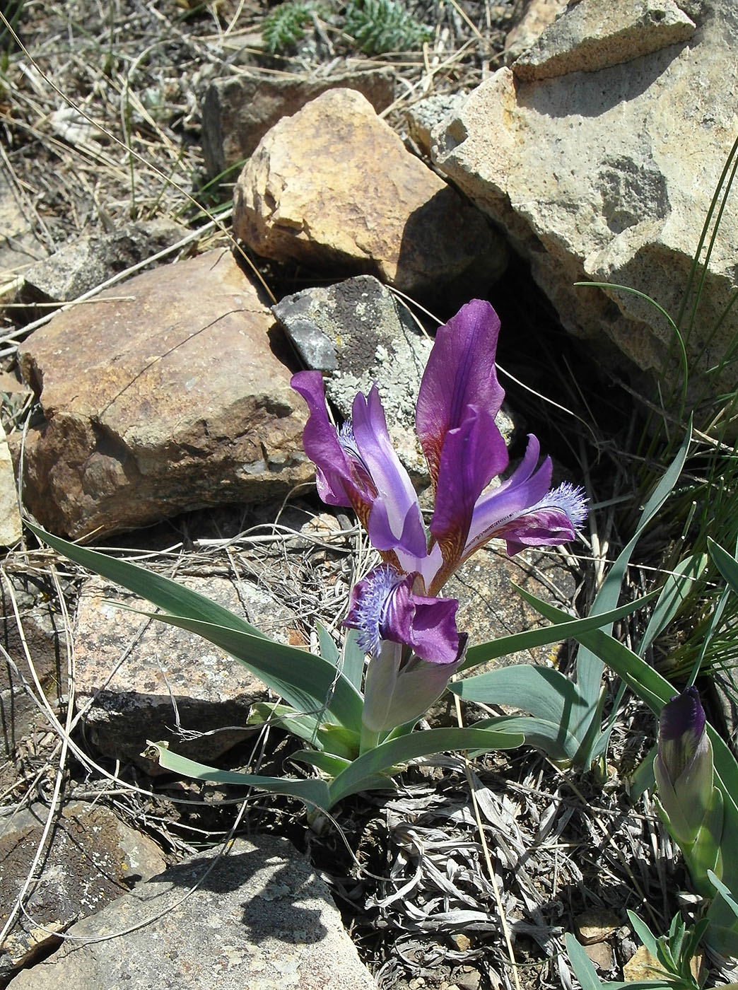 Image of Iris glaucescens specimen.