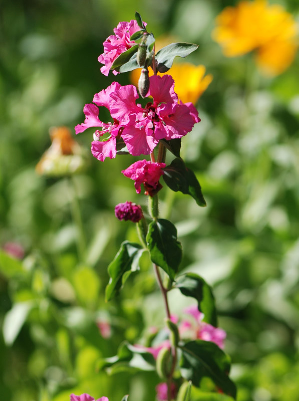 Image of Clarkia unguiculata specimen.