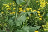 genus Brassica. Стебель с листом и основанием пазушного побега и побег с соцветием в средней части растения. Санкт-Петербург, Фрунзенский р-н, Исфаханский сквер у парка \"Яблоневый сад\", нарушенный участок газона. 14.05.2023.