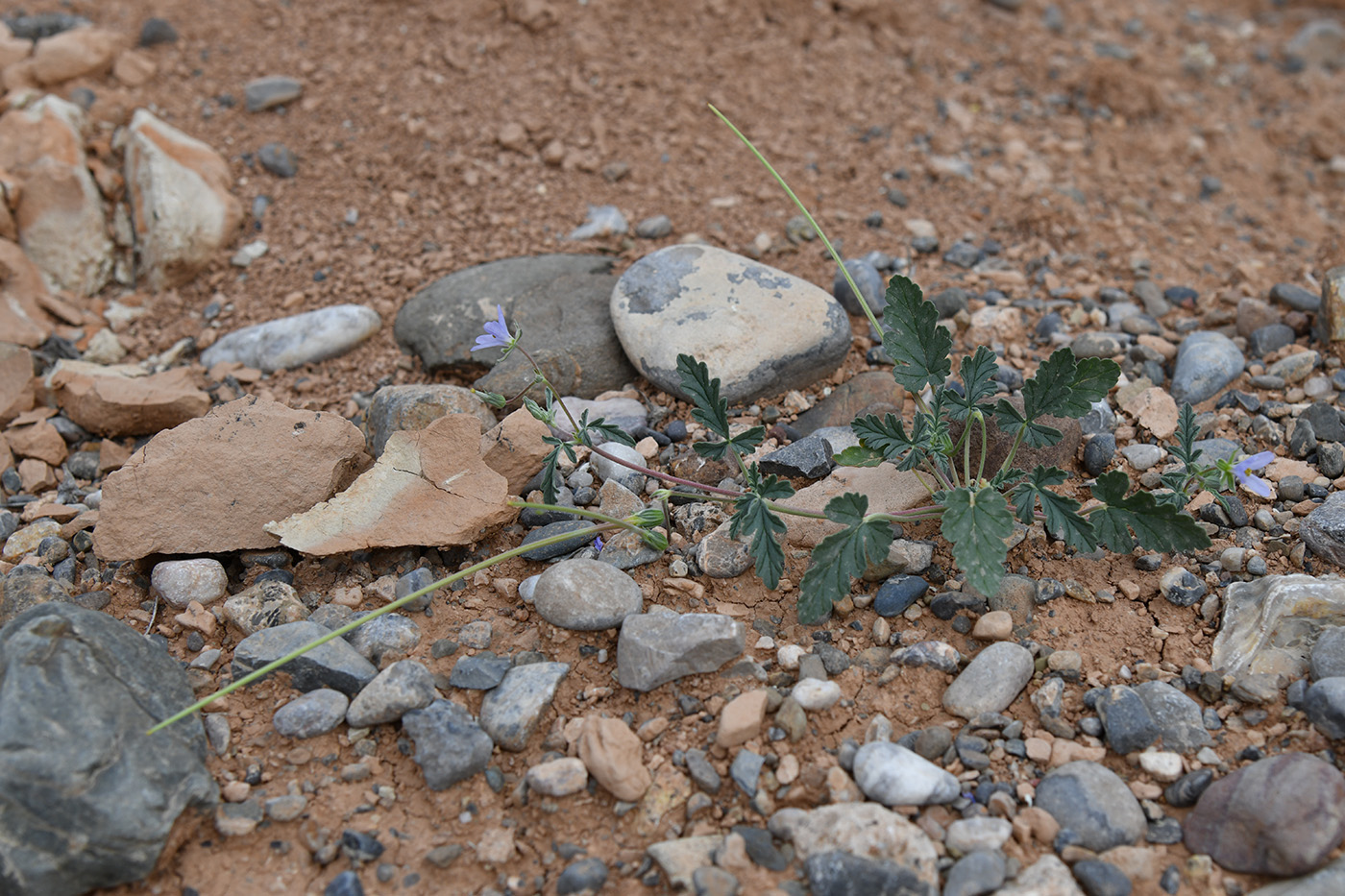 Image of Erodium oxyrhynchum specimen.