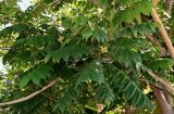 Juglans cinerea. Верхушки ветвей с незрелыми соплодиями. Грузия, Аджария, г. Батуми, в культуре. 17.06.2023.