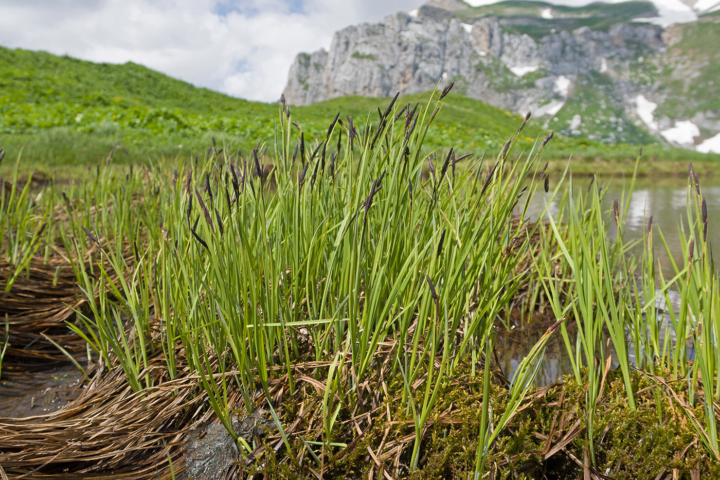 Изображение особи Carex transcaucasica.