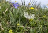 Centaurea cheiranthifolia