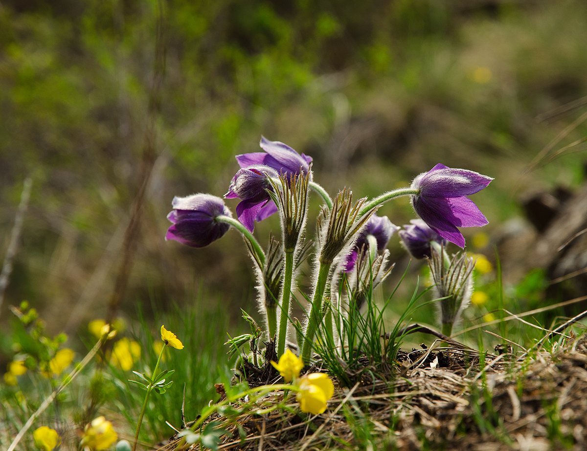 Изображение особи род Pulsatilla.