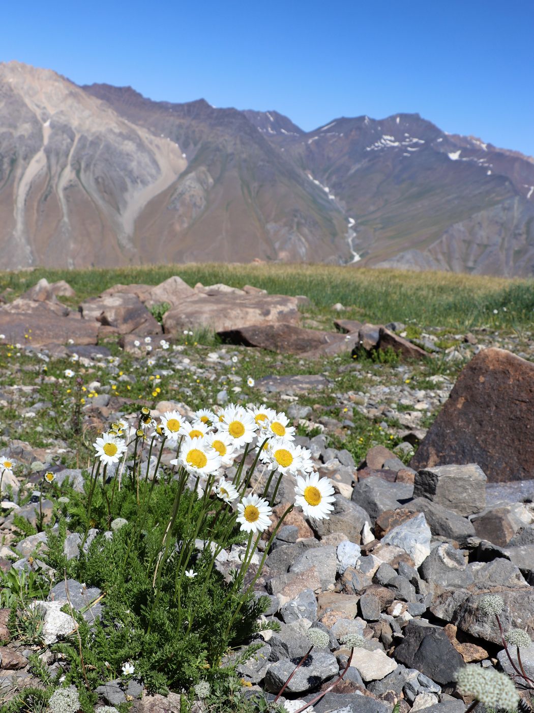 Image of Pyrethrum karelinii specimen.