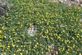 Potentilla orientalis