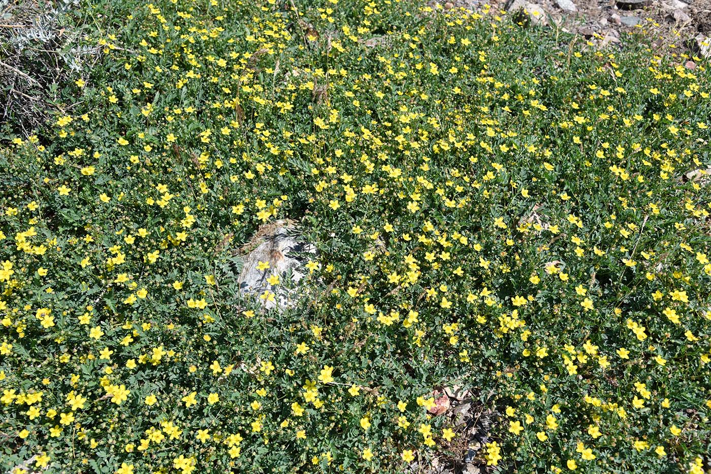 Изображение особи Potentilla orientalis.