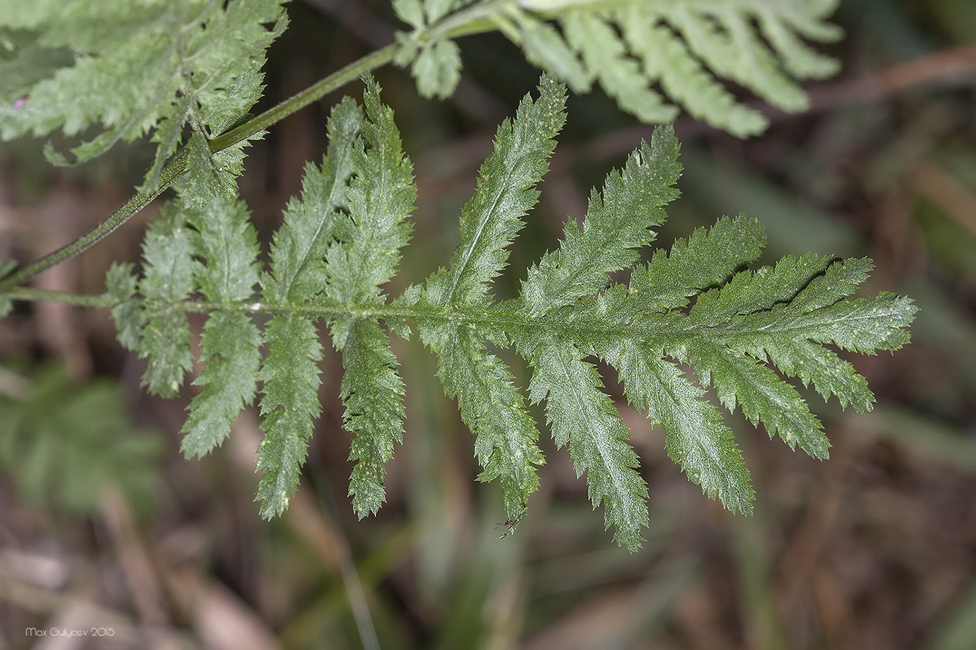 Изображение особи род Achillea.