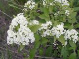 Deutzia glabrata