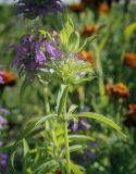 Monarda citriodora. Верхушка побега с развивающимся соцветием. Пермский край, г. Пермь, Кировский р-н, газон у жилого дома. 13.09.2023.