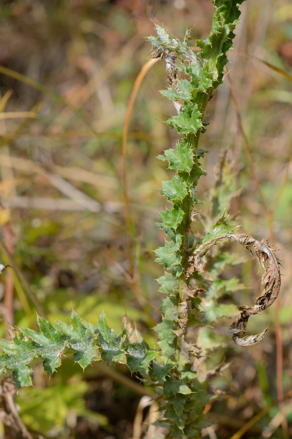 Изображение особи Carduus adpressus.