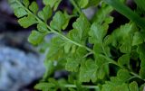 Asplenium sajanense