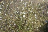 Gypsophila elegans