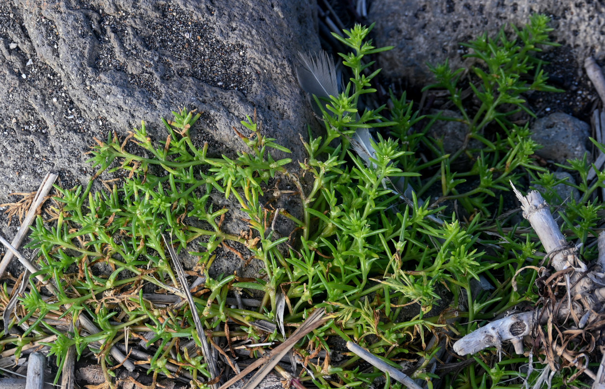 Image of Salsola komarovii specimen.