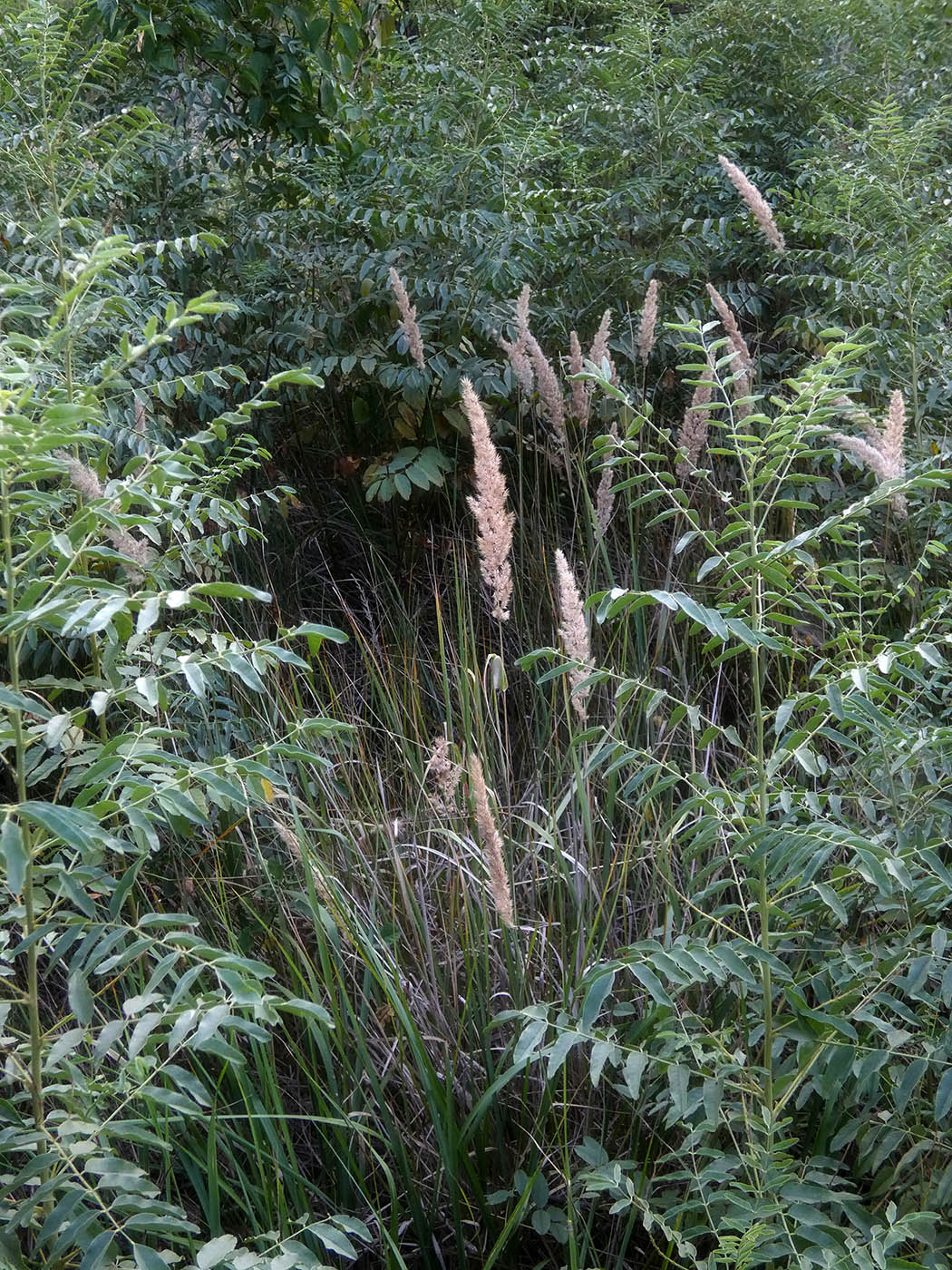 Image of Calamagrostis glomerata specimen.