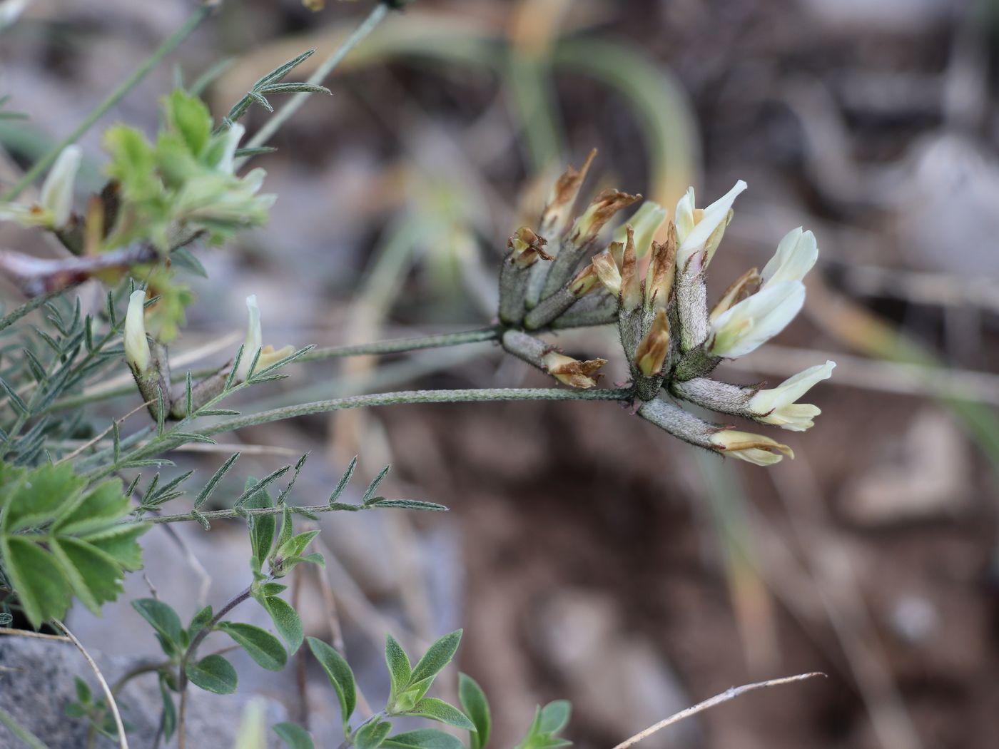 Изображение особи Astragalus pskemensis.