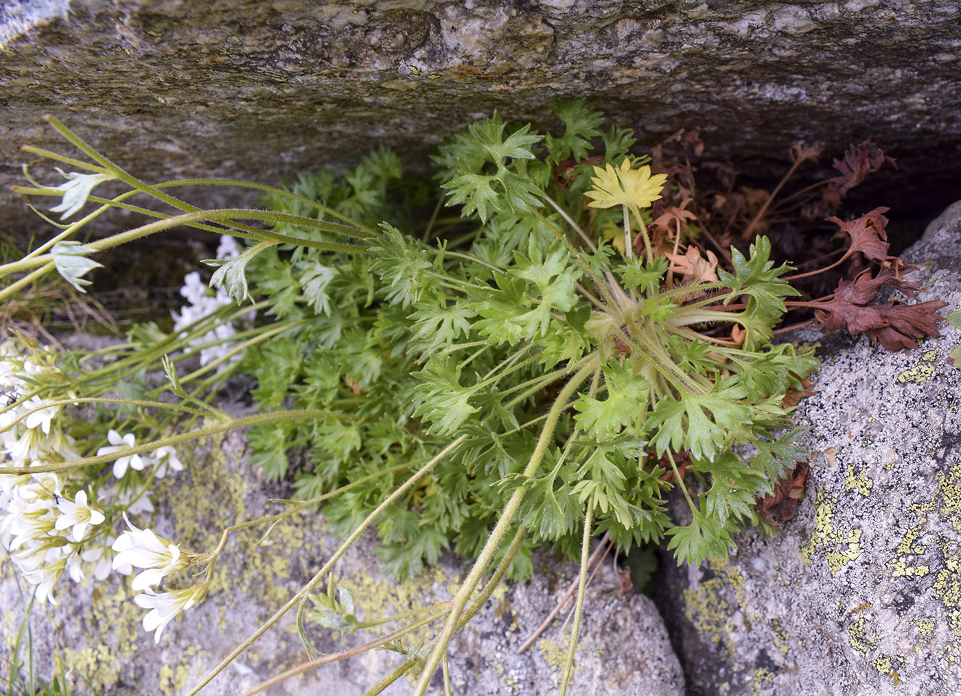 Image of Saxifraga geranioides specimen.