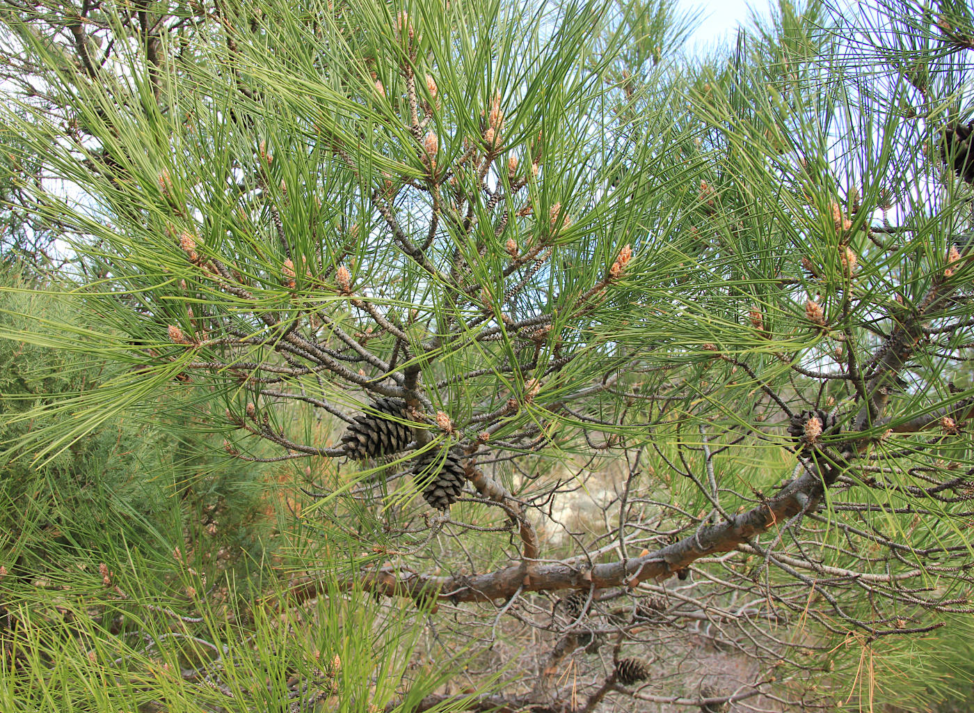 Image of Pinus pityusa specimen.