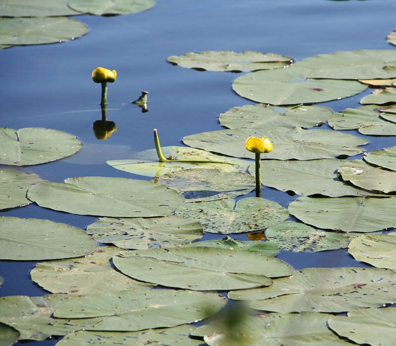 Изображение особи Nuphar lutea.