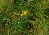 Hypericum perforatum