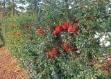 Pyracantha coccinea. Плодоносящие растения. Краснодар, парк \"Краснодар\", Японский сад, в культуре. 01.01.2024.