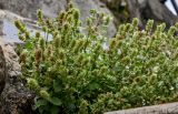 Stachys pubescens