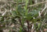 Euphorbia amygdaloides. Средняя часть растения. Крым, Бахчисарайский р-н, окр. с. Соколиное, берег р. Коккозка, лес (граб восточный, кизил, дуб, бук). 04.04.2024.