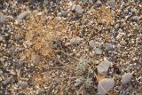 Odontarrhena borzaeana. Плодоносящее растение. Крым, дикий пляж близ г. Саки. 28.06.2009.