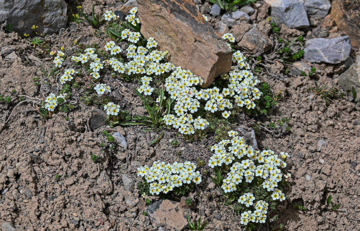 Image of Androsace lehmanniana specimen.
