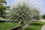 Pyrus salicifolia. Плодоносящее растение. Грузия, г. Тбилиси, в культуре. 10.06.2023.