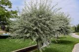 Pyrus salicifolia