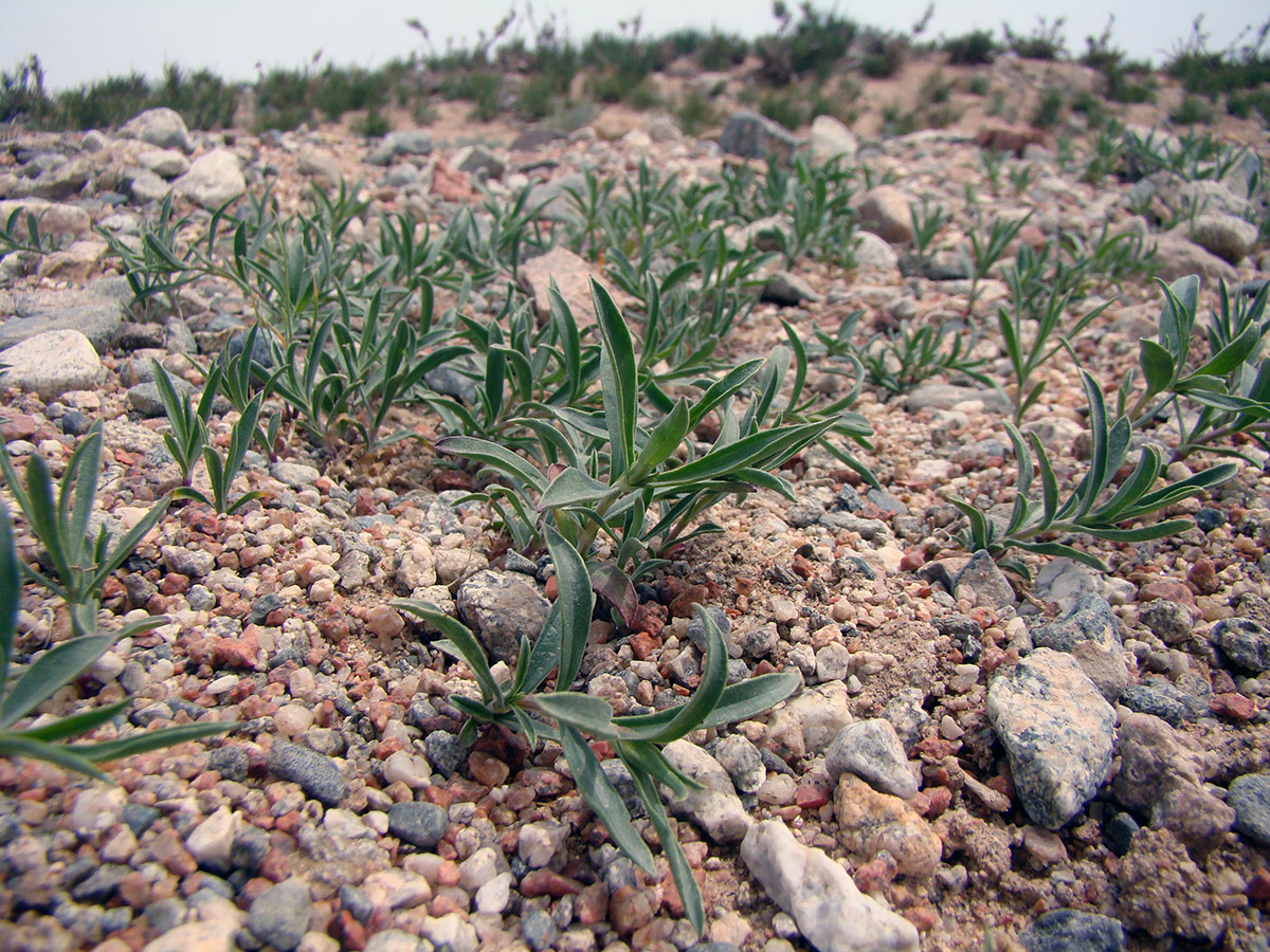 Изображение особи Silene incurvifolia.