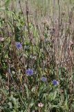 Globularia trichosantha