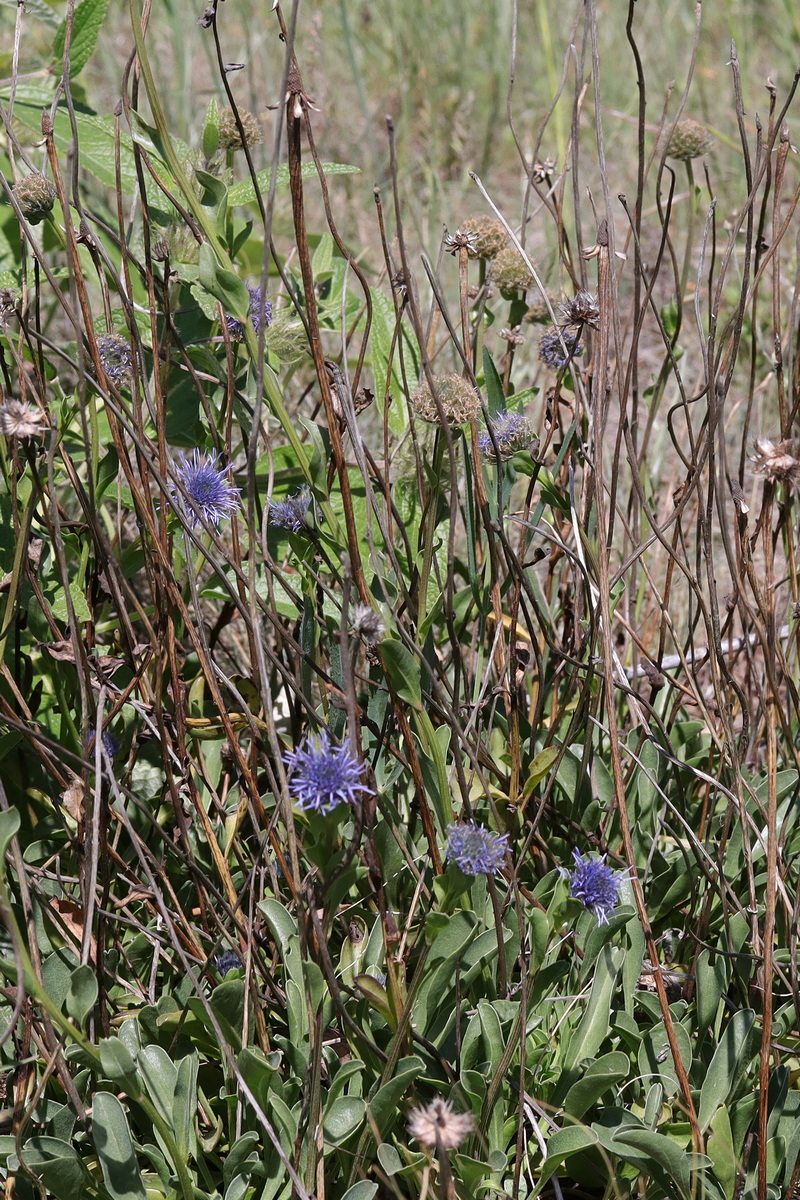 Изображение особи Globularia trichosantha.