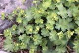 Alchemilla divaricans