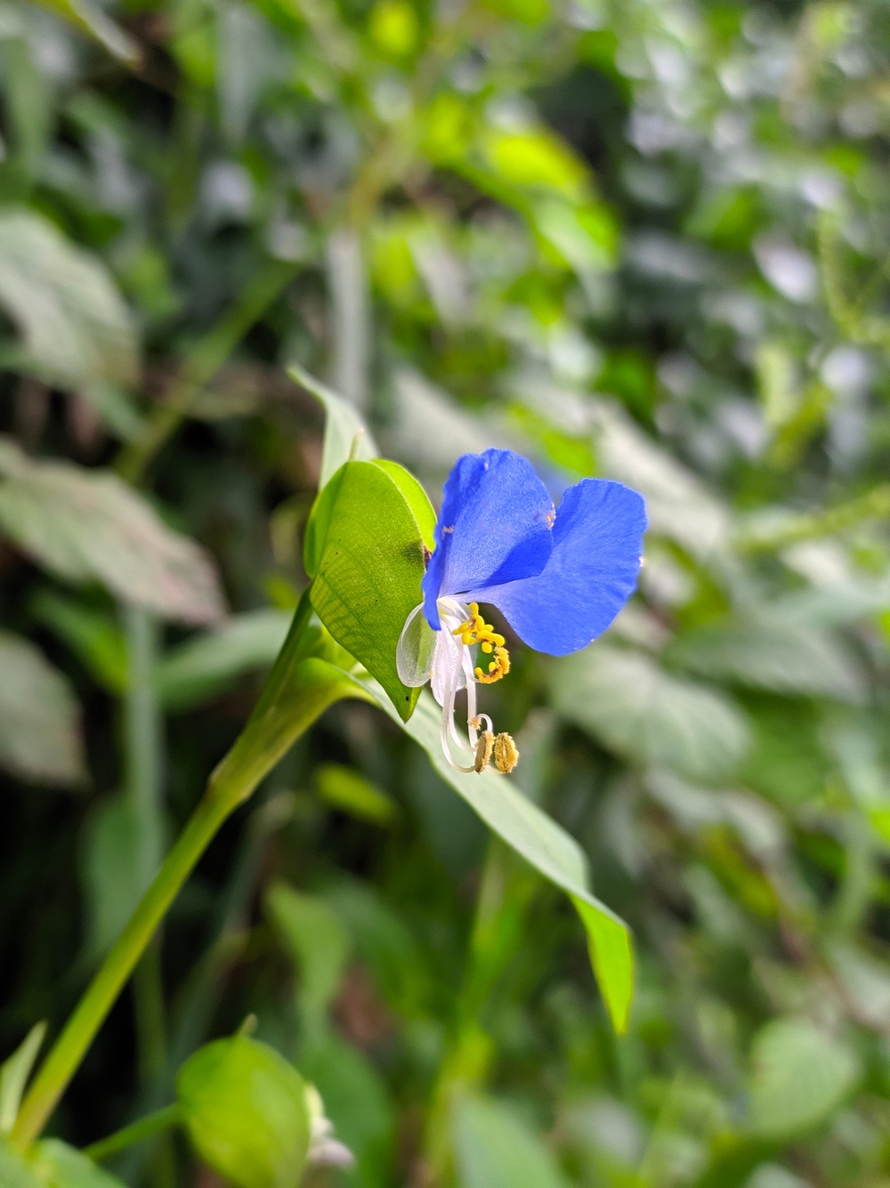 Изображение особи Commelina communis.